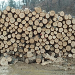 절단목 - 1루배 150,000원